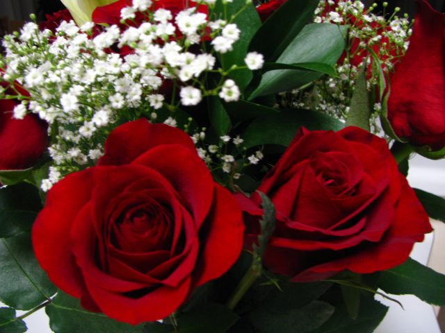 red roses2